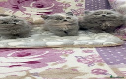 British Longhair cats for sale: GCCF Reg. British Longhairs ready 2/1/26 - Advert 3