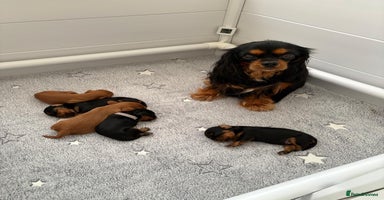 Cavalier King Charles Spaniel dogs - Advert 4
