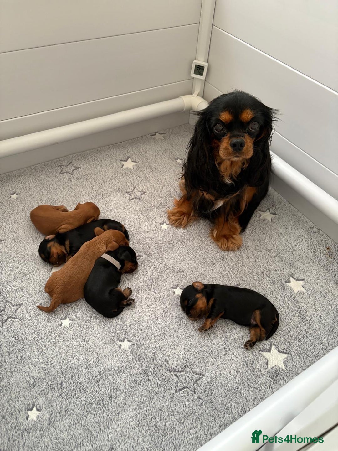 Cavalier King Charles Spaniel dogs for sale: 🐶5 generation kc registered tiny cavalier🐶 - Image 2