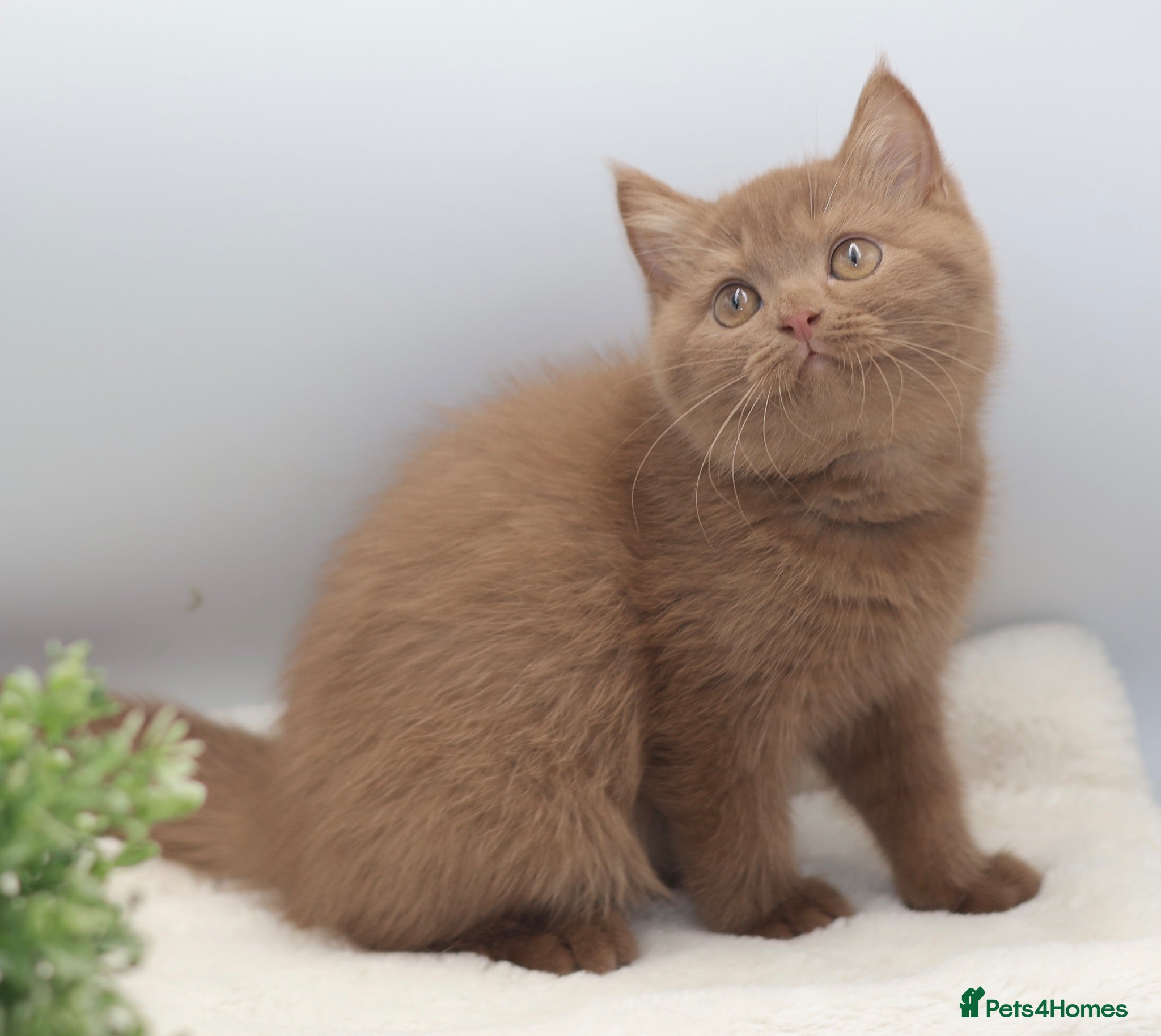 British Shorthair cats READY TO LEAVE NOW PEDIGREE BRITISH SHORTHAIRS  - Advert 1