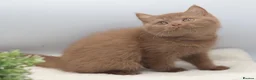 British Shorthair cats for sale: READY TO LEAVE NOW PEDIGREE BRITISH SHORTHAIRS  - Advert 1