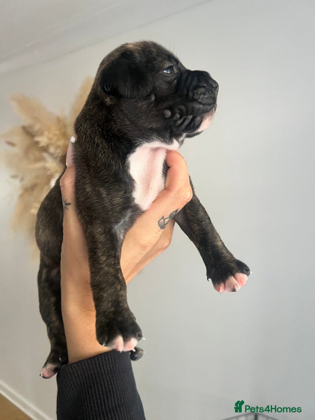 Mixed Breed dogs for sale: 🏡 Staff x American Bulldog Puppies  - Image 25