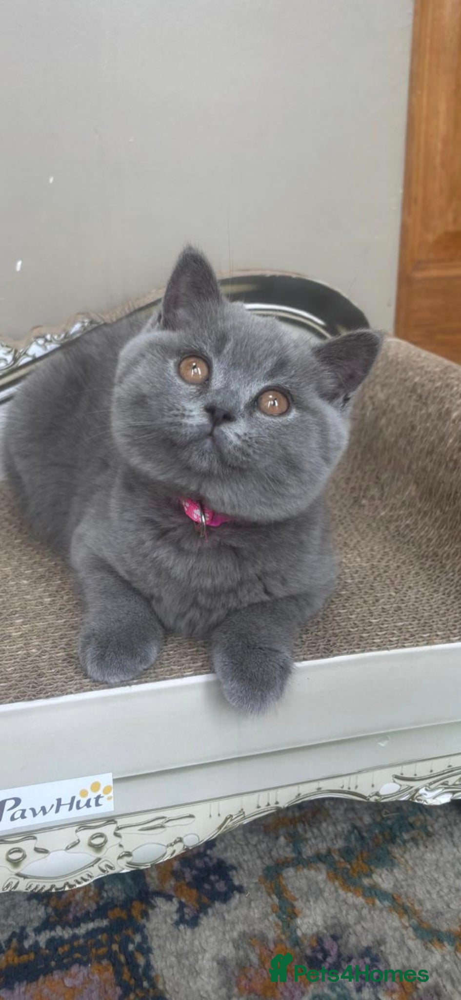 British Shorthair cats GORGEOUS British Short Hair Blue Kittens - Advert 2