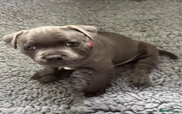 Staffordshire Bull Terrier dogs for sale: Paws Above The Rest  - Image 1