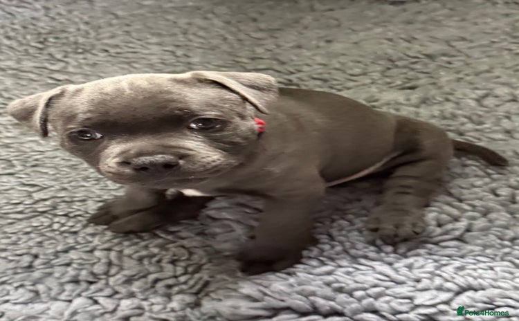 Staffordshire Bull Terrier dogs - Advert 3