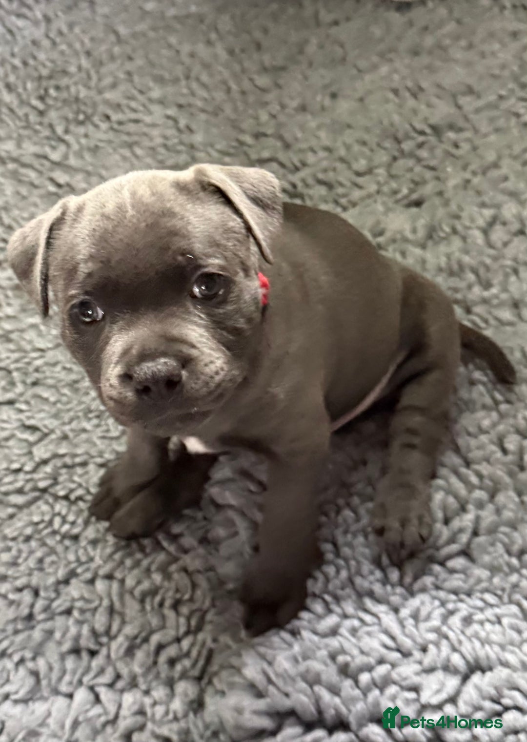 Staffordshire Bull Terrier dogs for sale: Paws Above The Rest  - Image 1