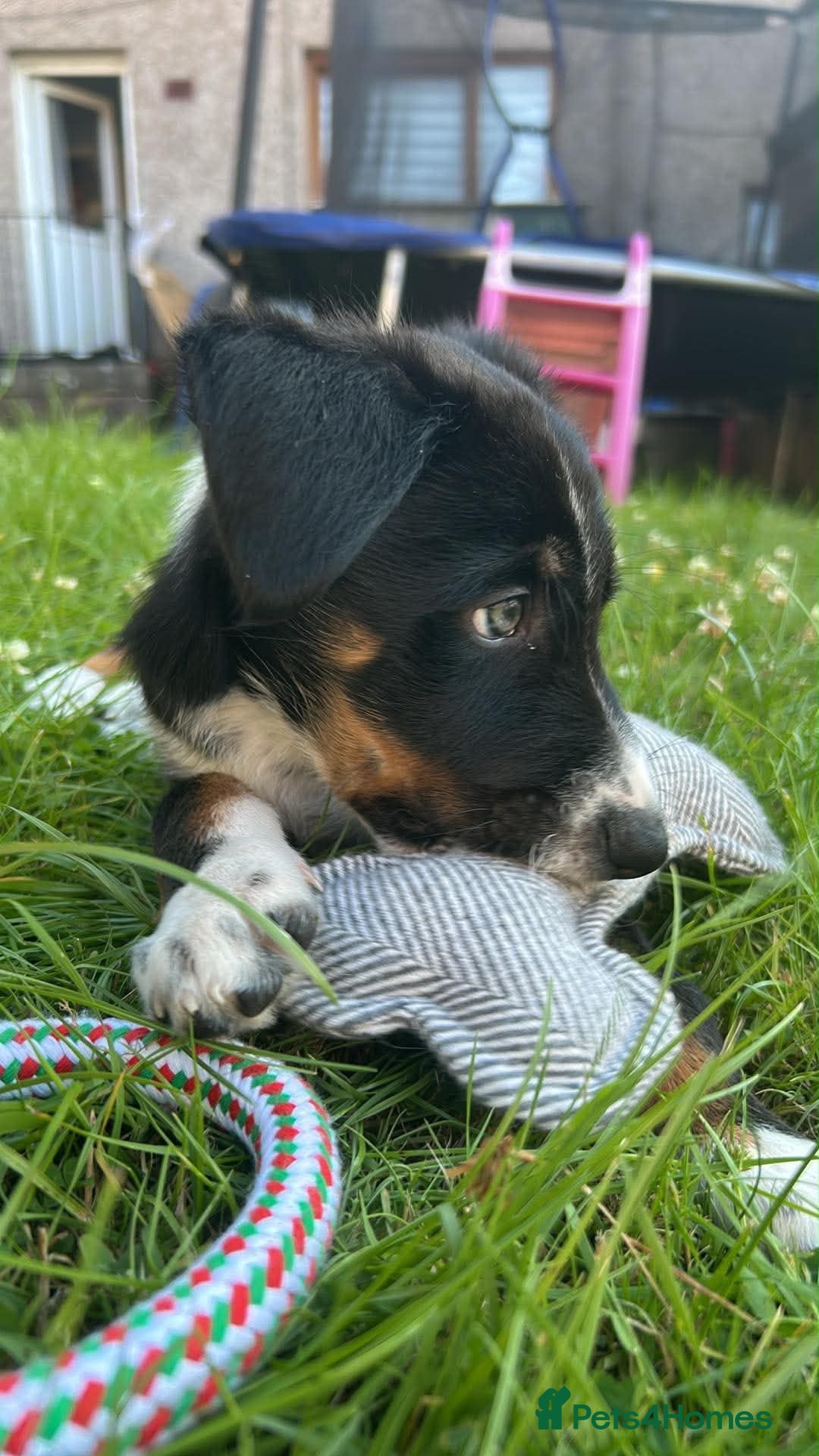 Border Collie dogs Border collie male pup  - Advert 9