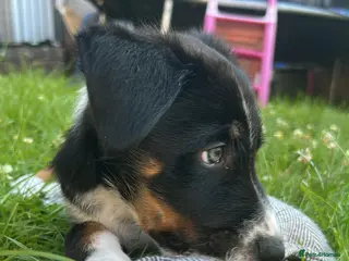 Border Collie dogs Border collie male pup - Advert 9