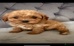Cavapoo dogs for sale: DNA Health Tested Cavapoos  - Image 7