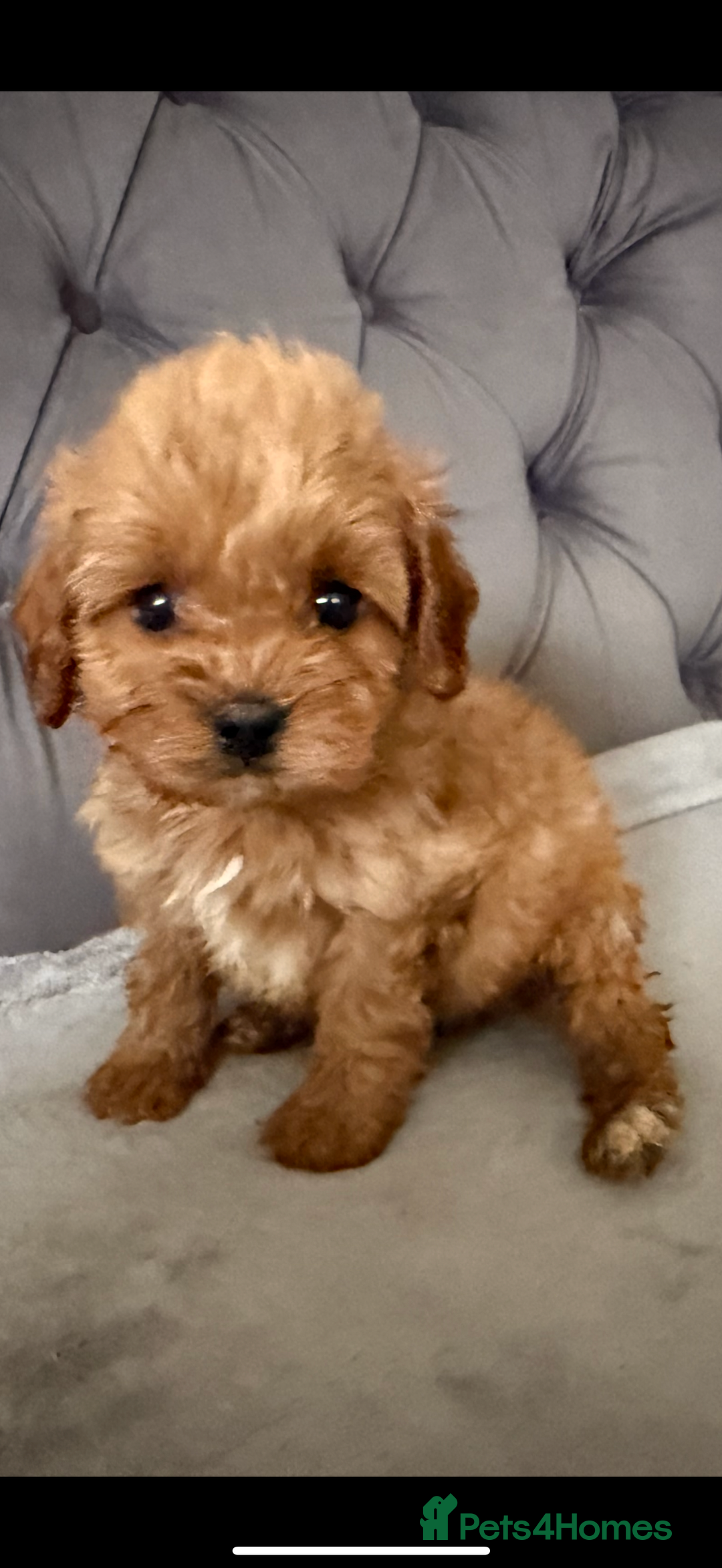 Cavapoo dogs for sale: DNA Health Tested Cavapoos  - Image 7