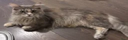Maine Coon cats for sale: Gorgeous Maine Coon Boy 🩶 - Advert 9
