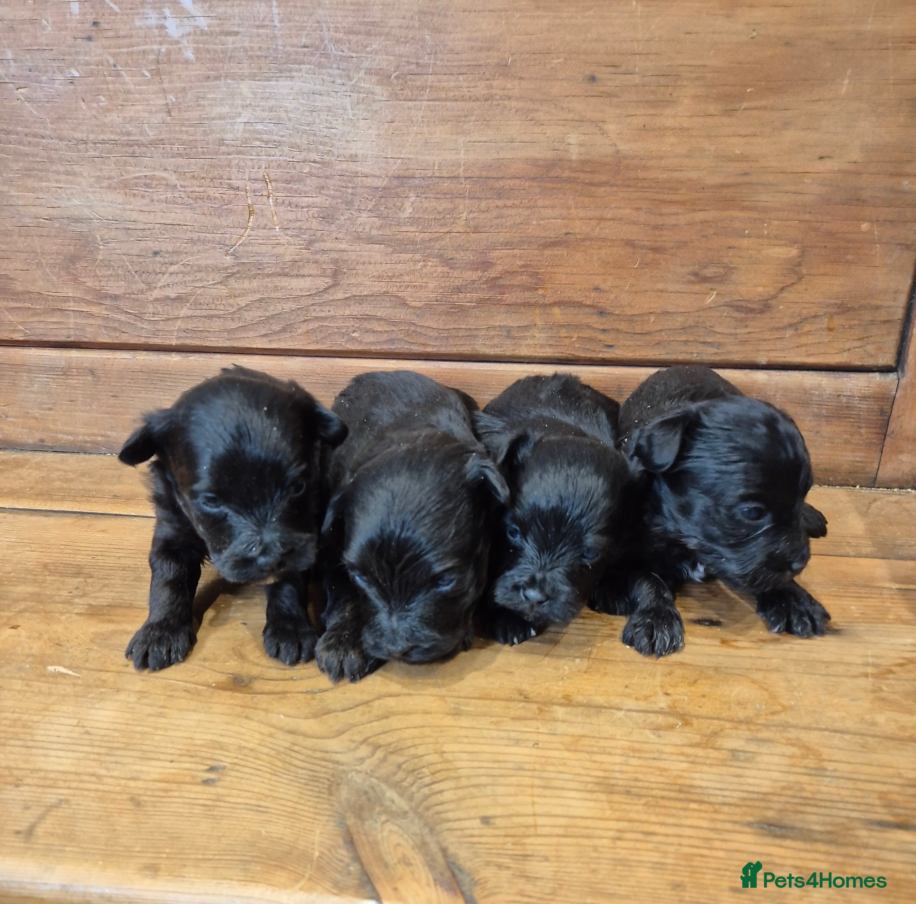 Yorkiepoo dogs Male and Female Toy Yorkiepoo Puppies  - Advert 1