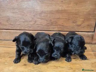 Yorkiepoo dogs Male and Female Toy Yorkiepoo Puppies - Advert 4