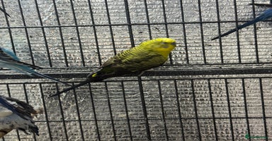 Budgerigars birds - Advert 3