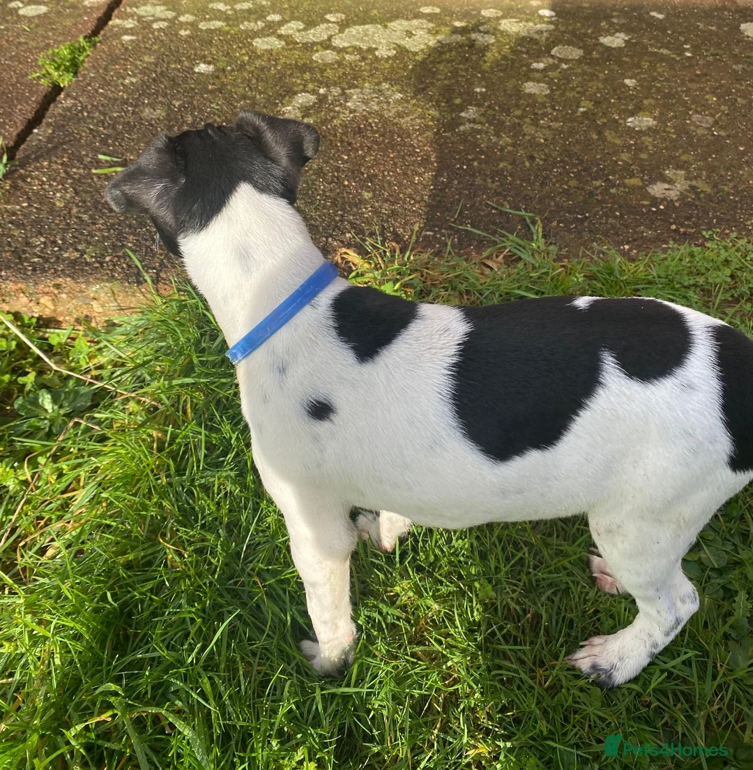 Mixed Breed dogs for sale: Jack Russell x Lakeland terrier - Advert 13
