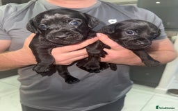 Patterdale Terrier dogs for sale: Patterdale puppies  - Image 8