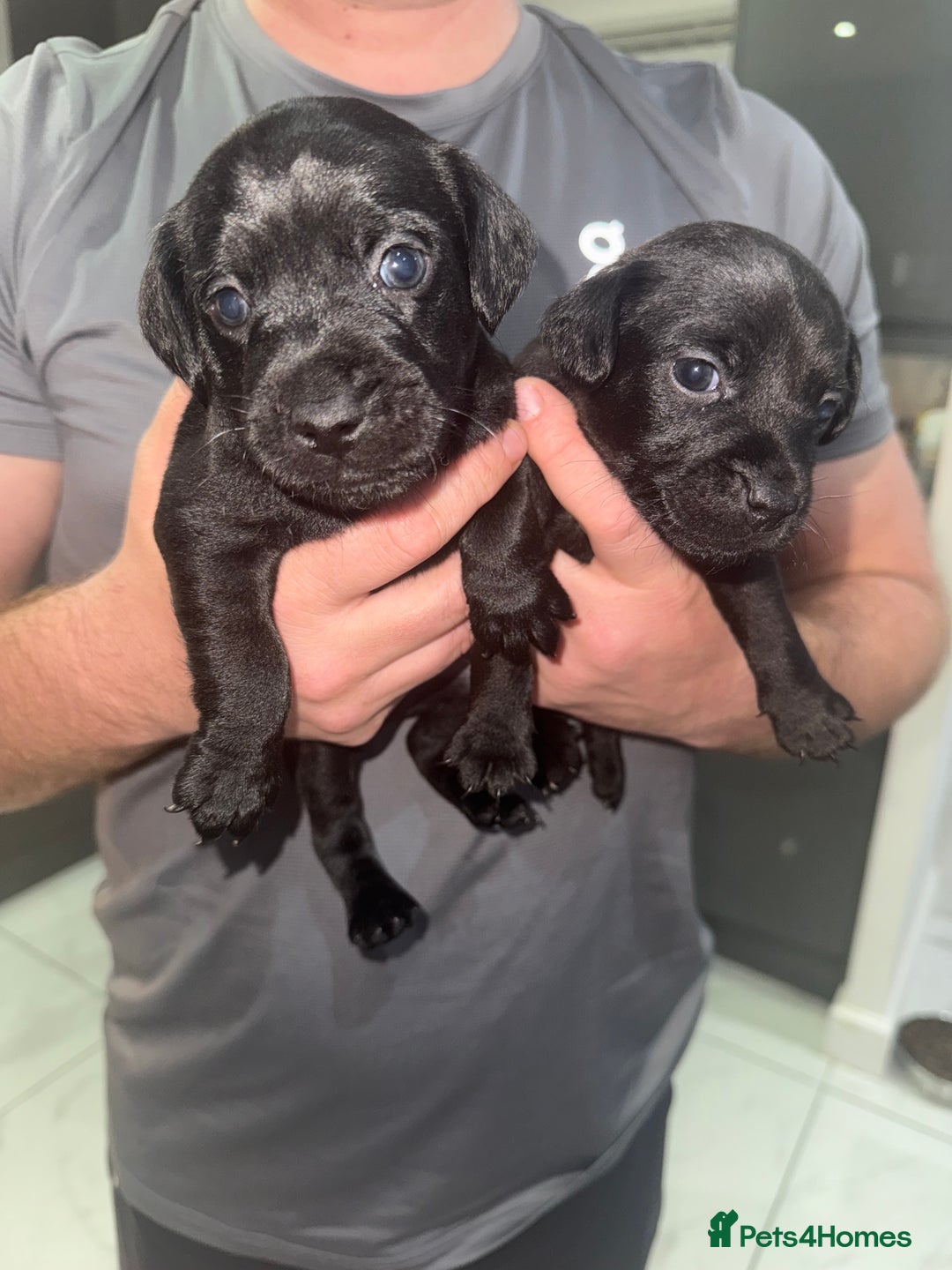 Patterdale Terrier dogs for sale: Patterdale puppies  - Image 8
