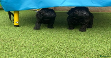 Cockapoo dogs - Advert 2