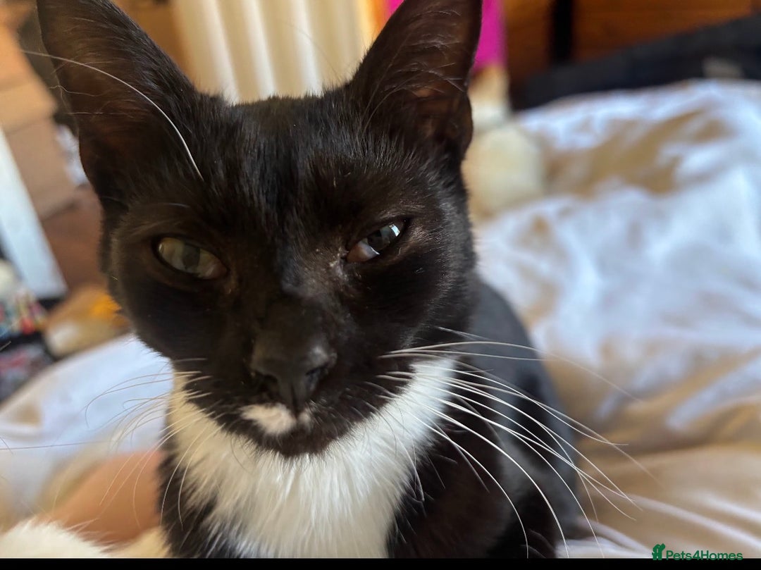 Mixed Breed cats for sale: Sphynx x Tuxedo Tom Cat *FREE+ - Advert 7