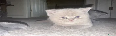 British Shorthair Kitten 2