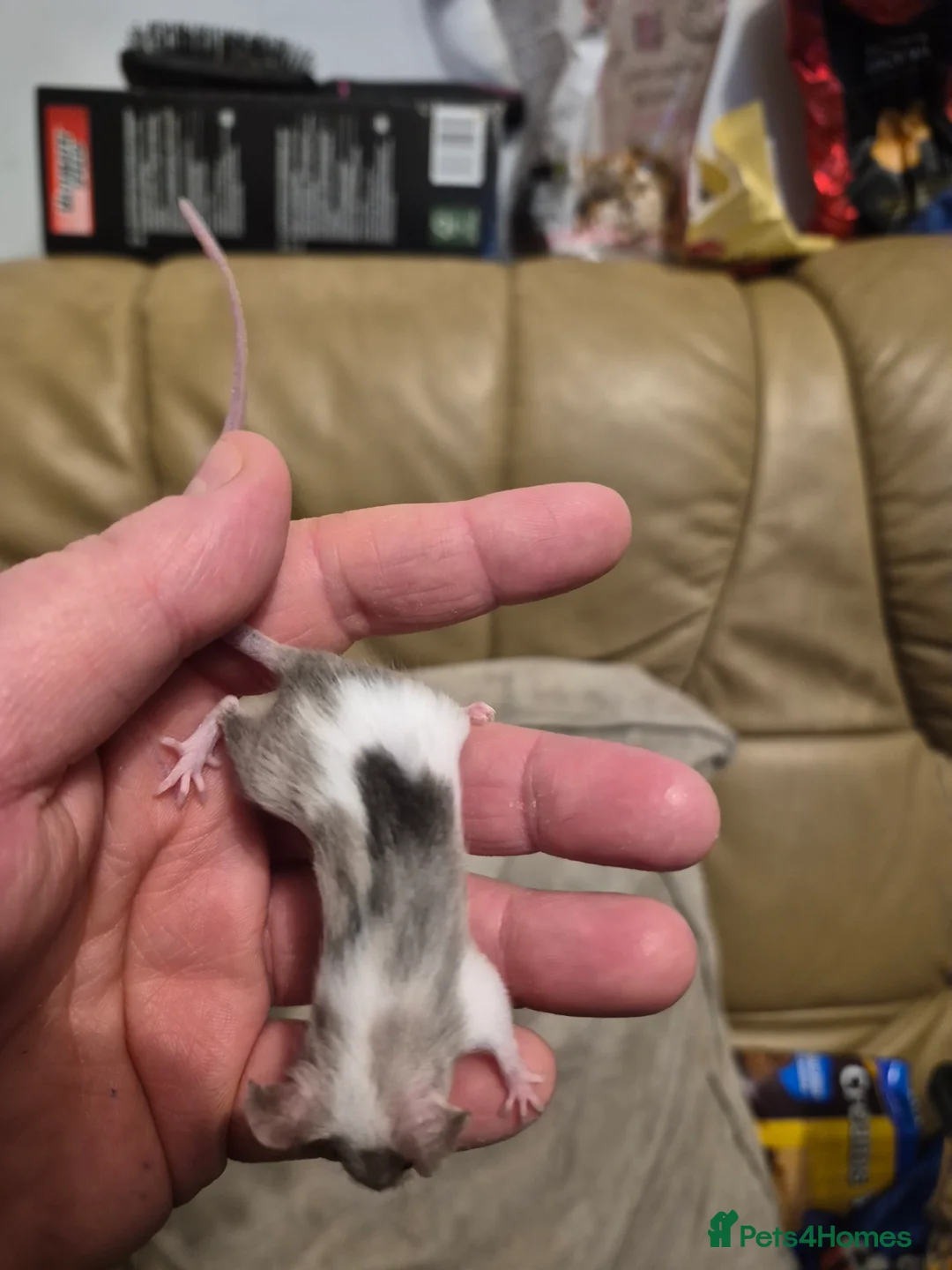 Mouse rodents for sale: 8 Cute Female Baby Fancy Mice - Advert 7