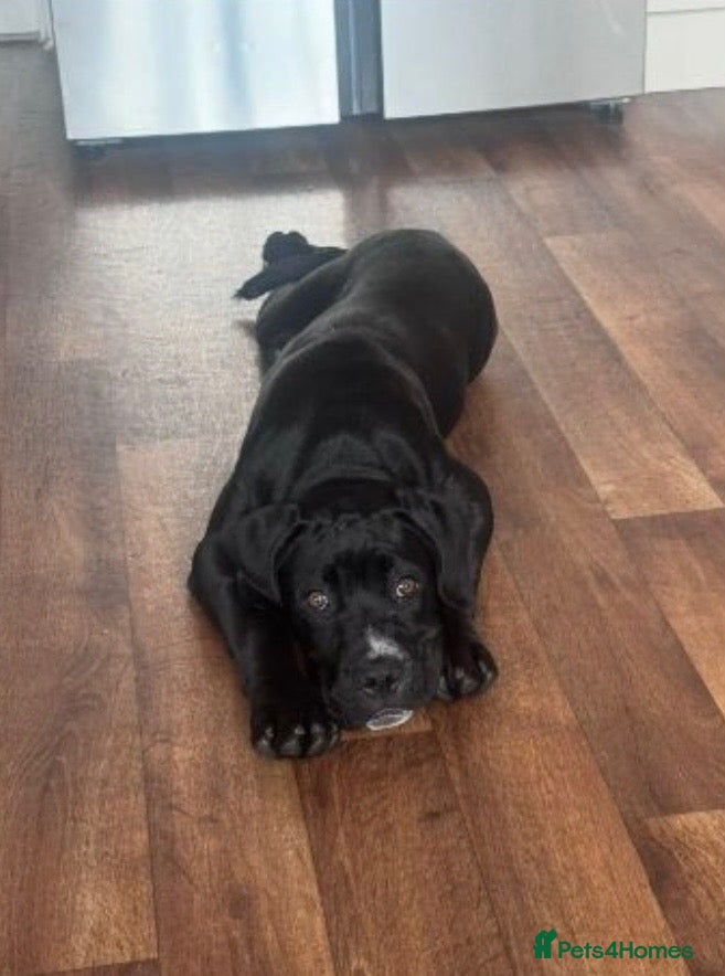 Cane Corso dogs Female Cane Corso - 9 Months Old  - Advert 1