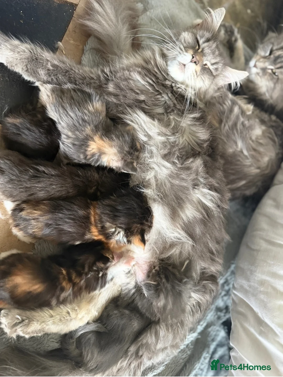 Maine Coon cats for sale: Stunning Maine Coon Kittens Looking for 5⭐️ Homes - Advert 18