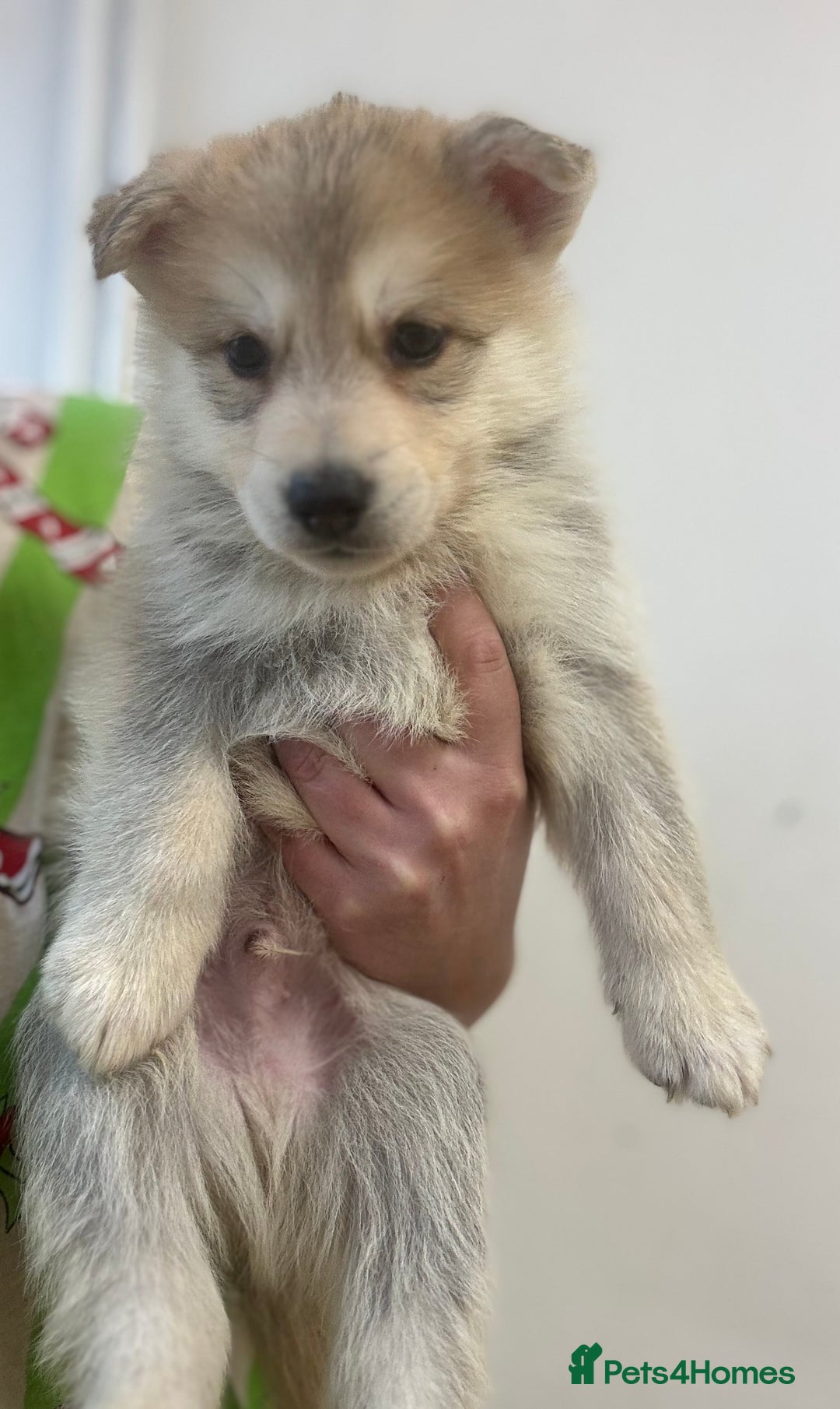 Shepsky dogs for sale: 7 beautiful Shepsky puppy’s available 🫶🏼 - Advert 28