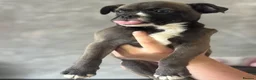 Mixed Breed dogs for sale: Mixed Breed Puppies - Advert 1