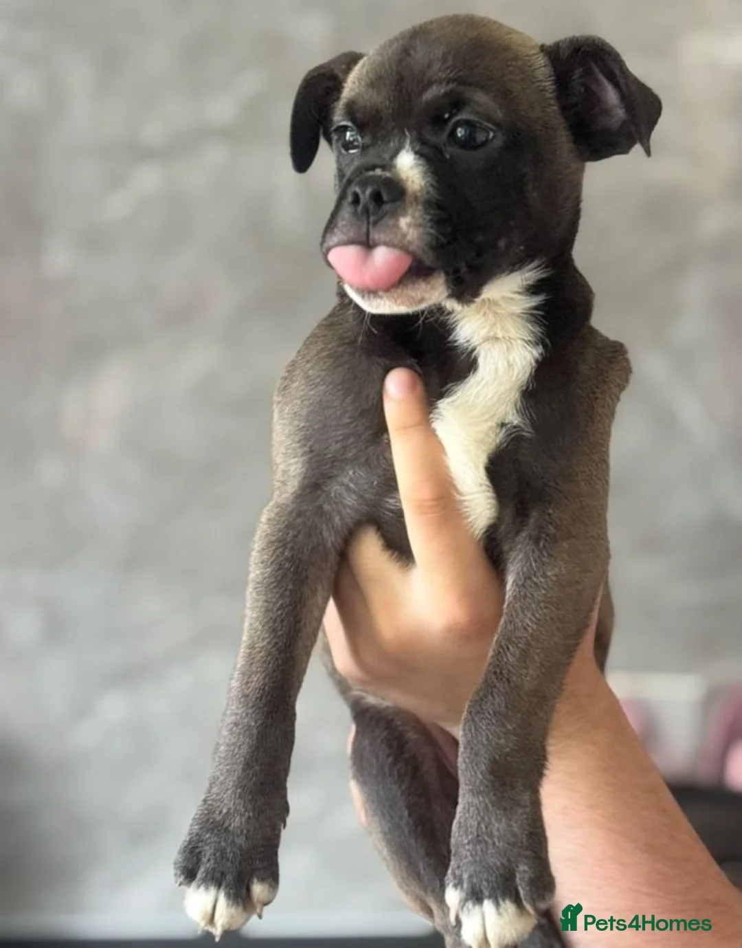Mixed Breed dogs for sale: Mixed Breed Puppies - Advert 1