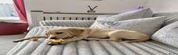 Goldador dogs for sale: 5 Month old Goldador Ready for Forever Home - Advert 6