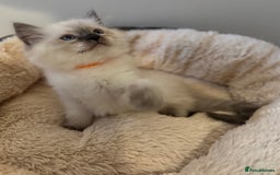 Ragdoll cats for sale: Beautiful Ragdoll Kittens - Advert 8