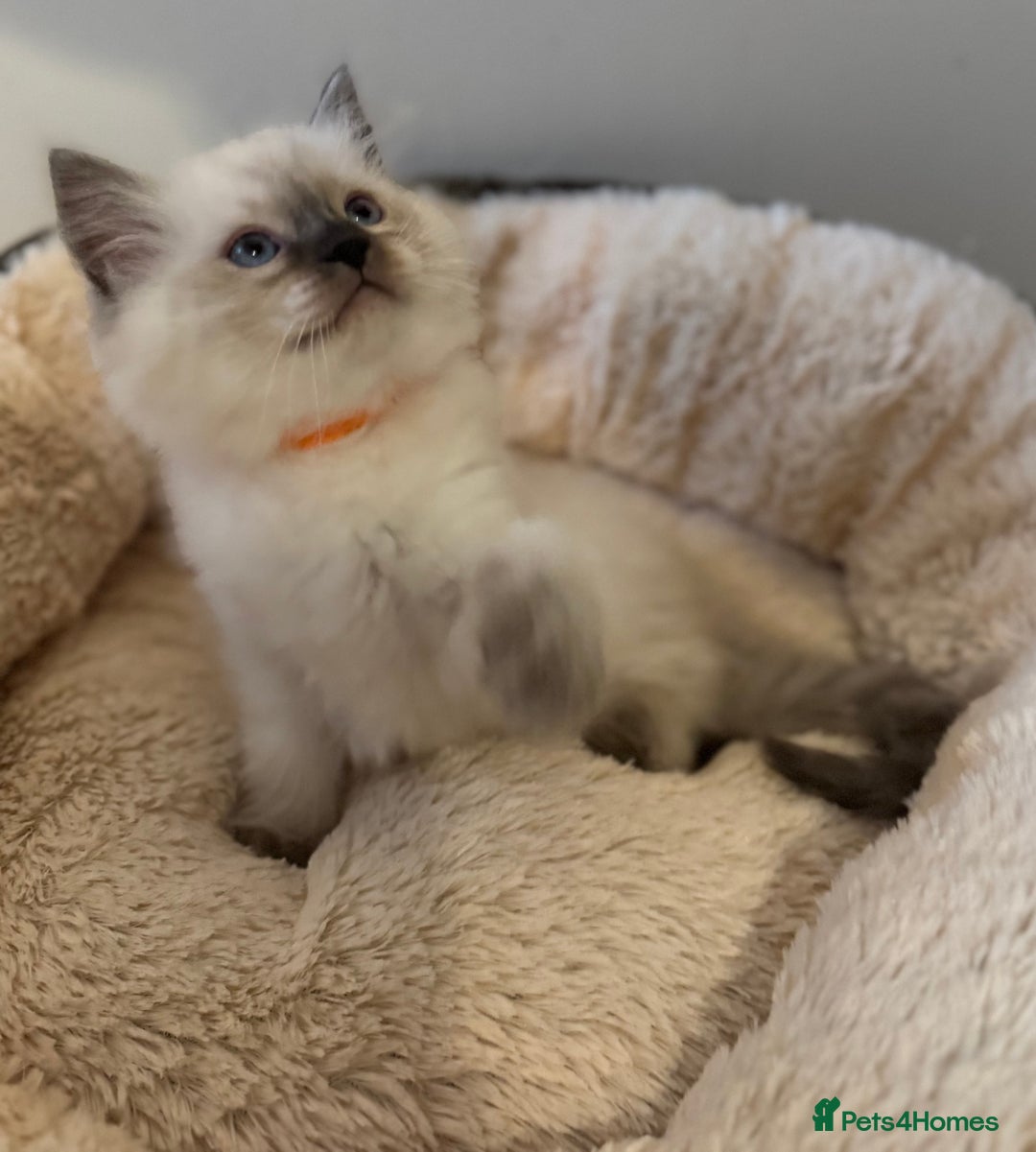 Ragdoll cats for sale: Beautiful Ragdoll Kittens - Advert 8