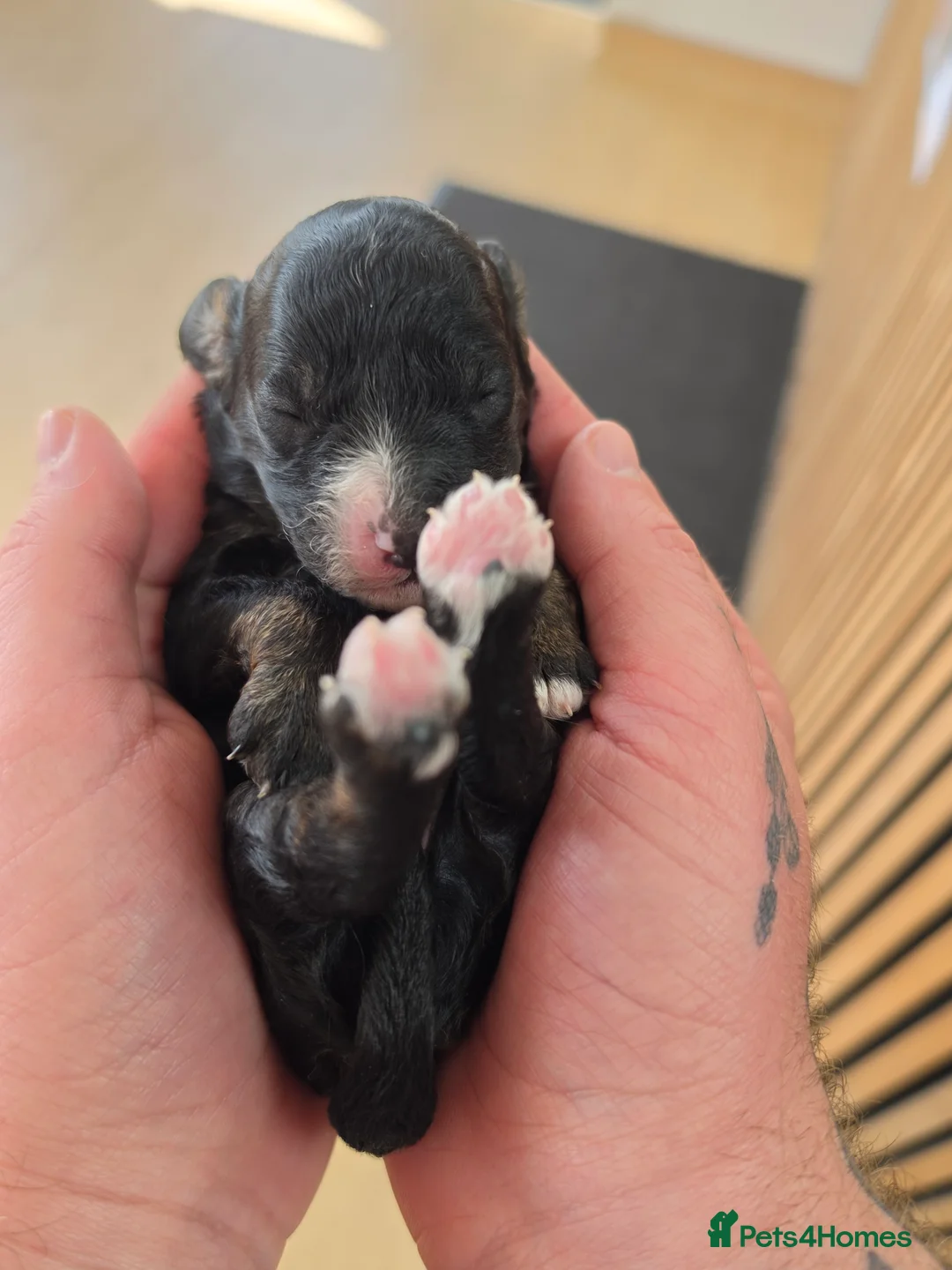Cavapoo dogs for sale: F1bb cavapoo puppies  - Advert 15