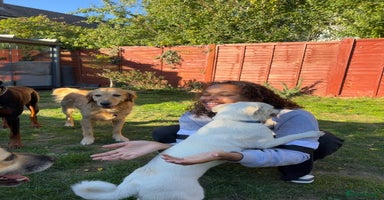 Mixed Breed dogs - Advert 2