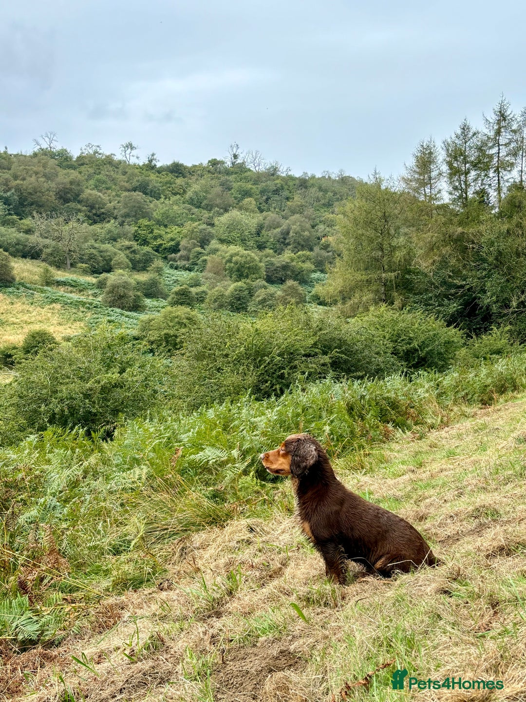 Cocker Spaniel dogs for stud: Cocker Spaniel stud  - Advert 11