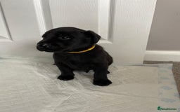 Labrador Retriever dogs for sale: Black Labrador Puppies - Advert 6