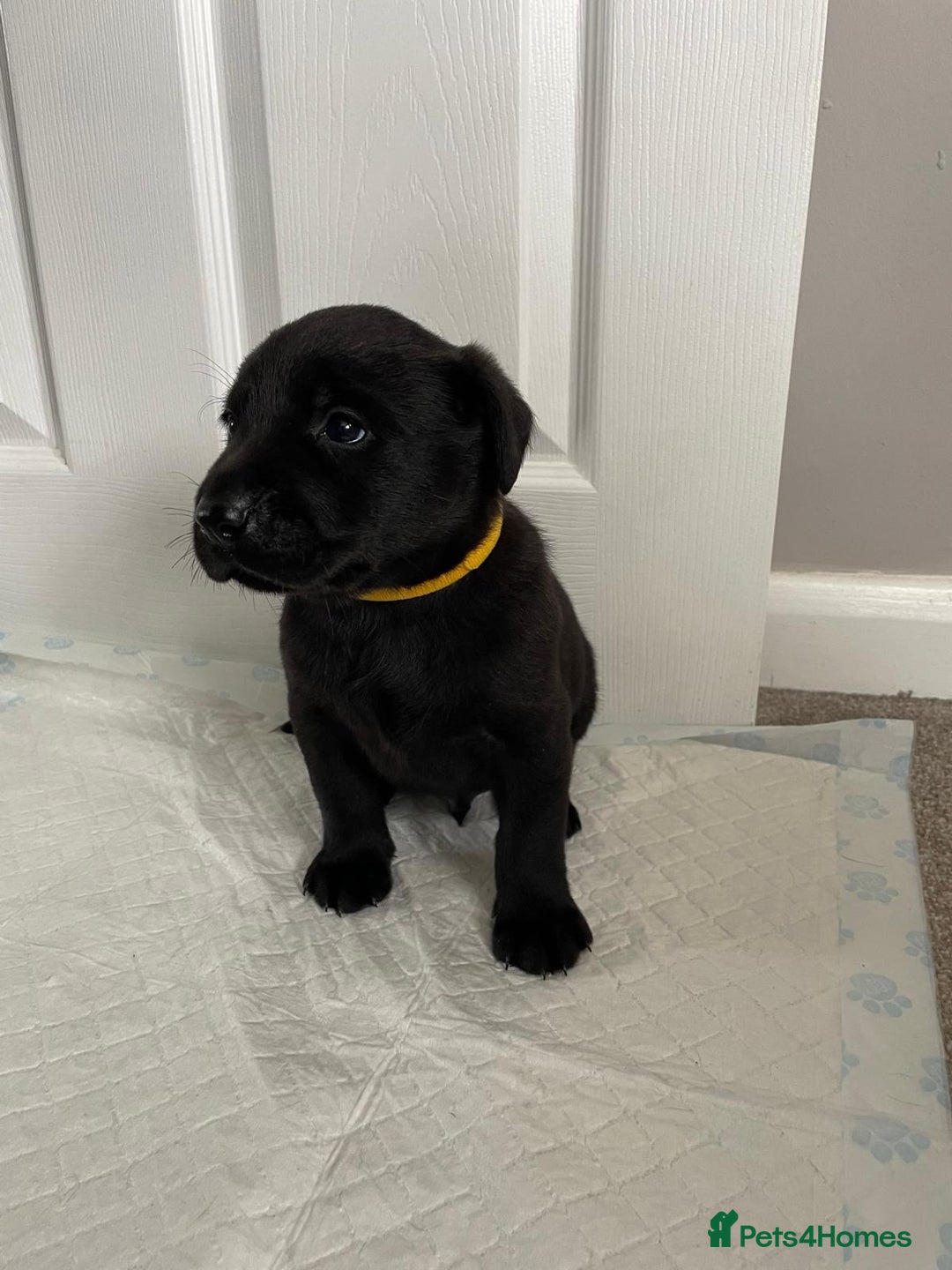 Labrador Retriever dogs for sale: Black Labrador Puppies - Advert 6
