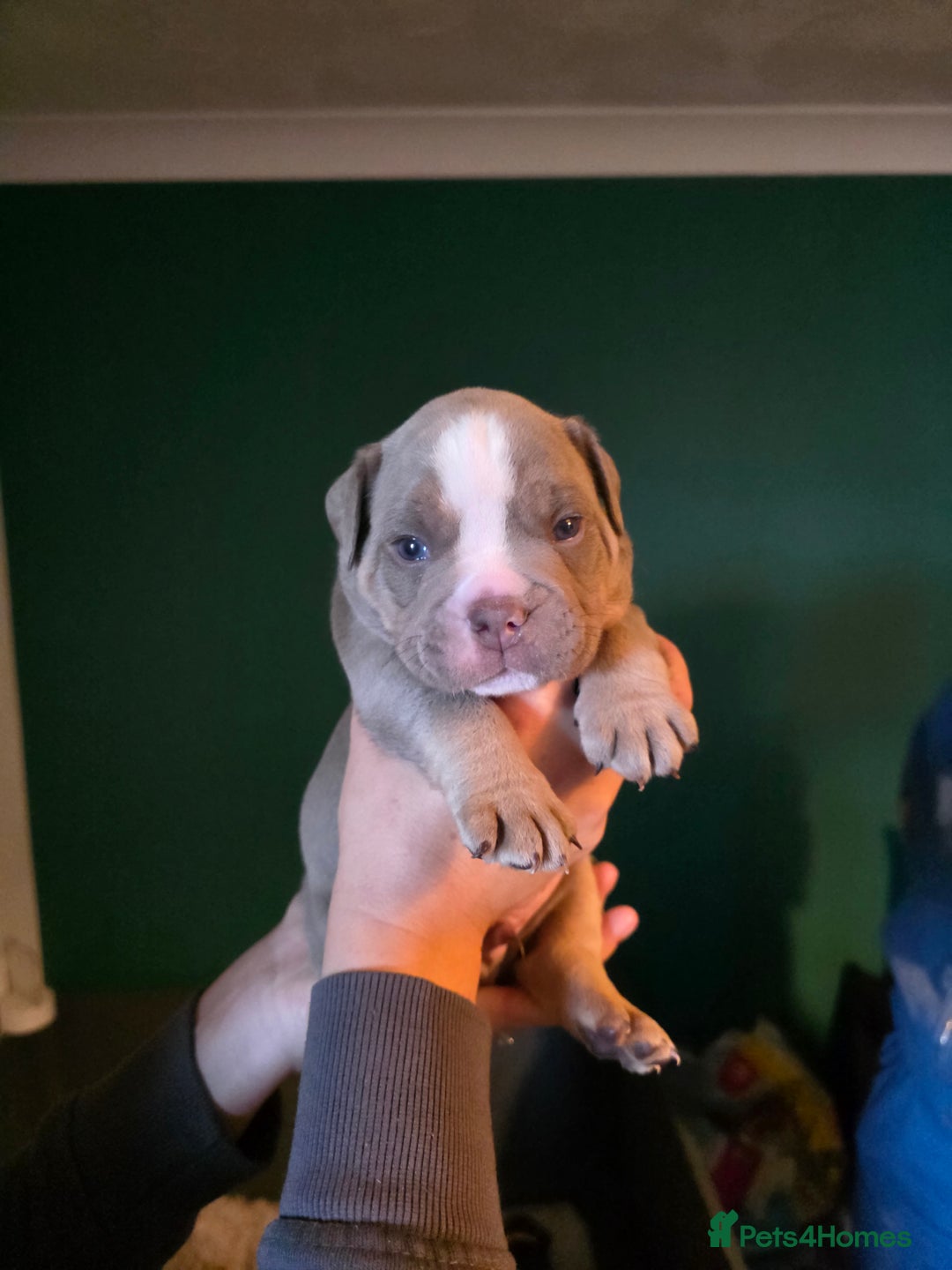 Olde English Bulldogge dogs for sale: Beautiful olde english Bulldogge pups  - Advert 18