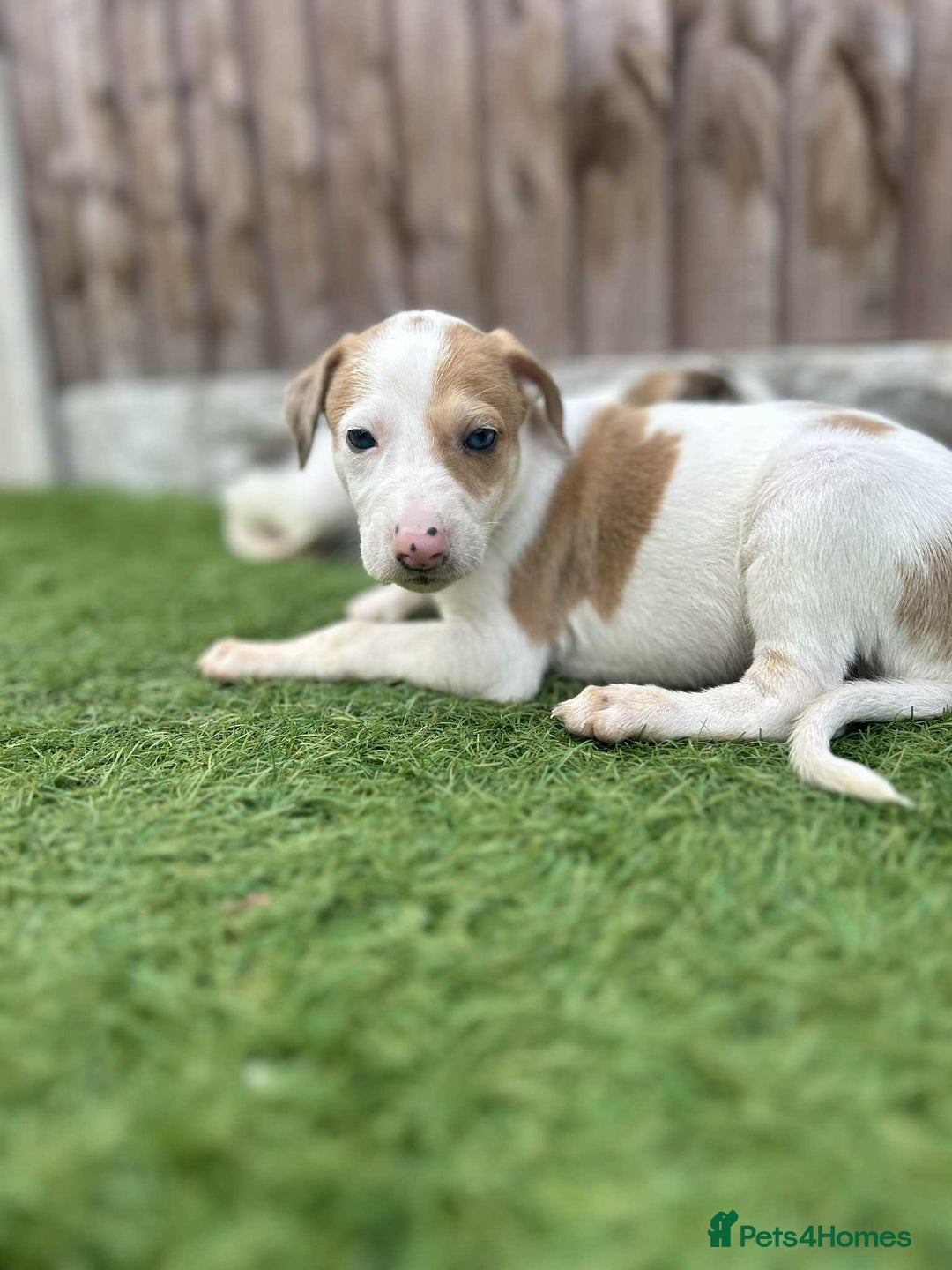 Lurcher dogs for sale: ‼️ collie greyhound puppies ‼️ - Image 5