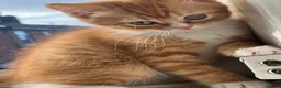Birman cats for sale: Birman cat - Advert 3