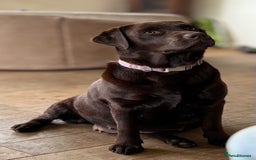 Labrador Retriever dogs for sale: Beautiful Labrador pups  - Image 11