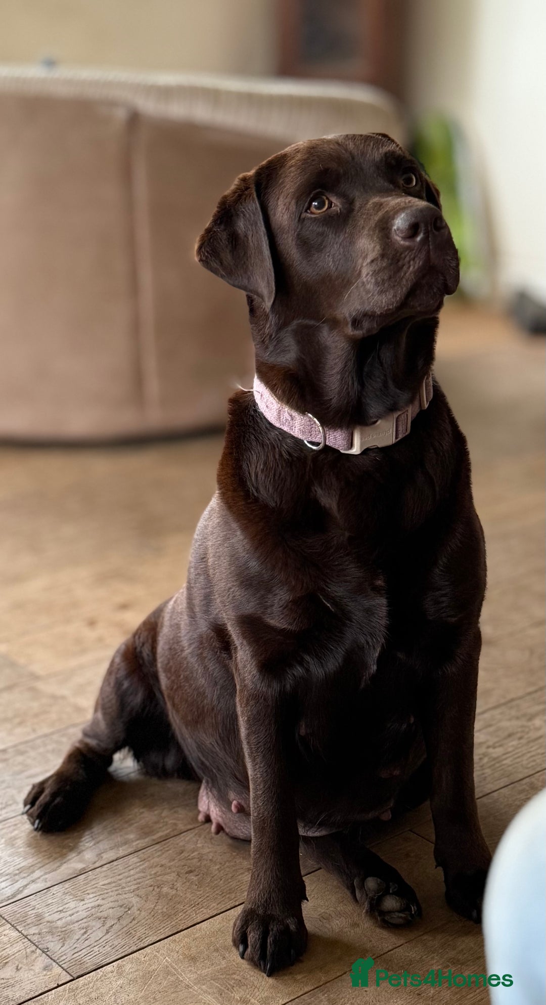 Labrador Retriever dogs for sale: Beautiful Labrador pups  - Image 11