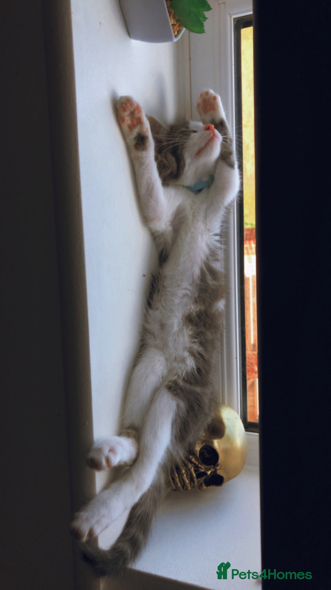 Domestic Shorthair cats for sale: Grey and white male - Image 5