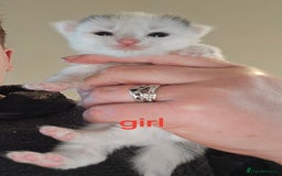 Mixed Breed cats for sale: 3 beautifully marked white/ black / ginger kittens - Image 6