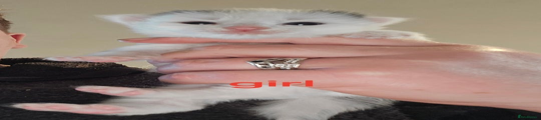 Mixed Breed Kitten 3