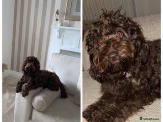 Cockapoo dogs Cockapoo puppy’s - Advert 3