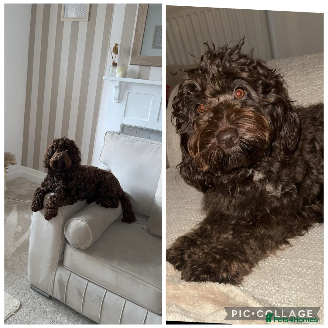 Cockapoo dogs for sale: Cockapoo puppy’s  - Advert 1