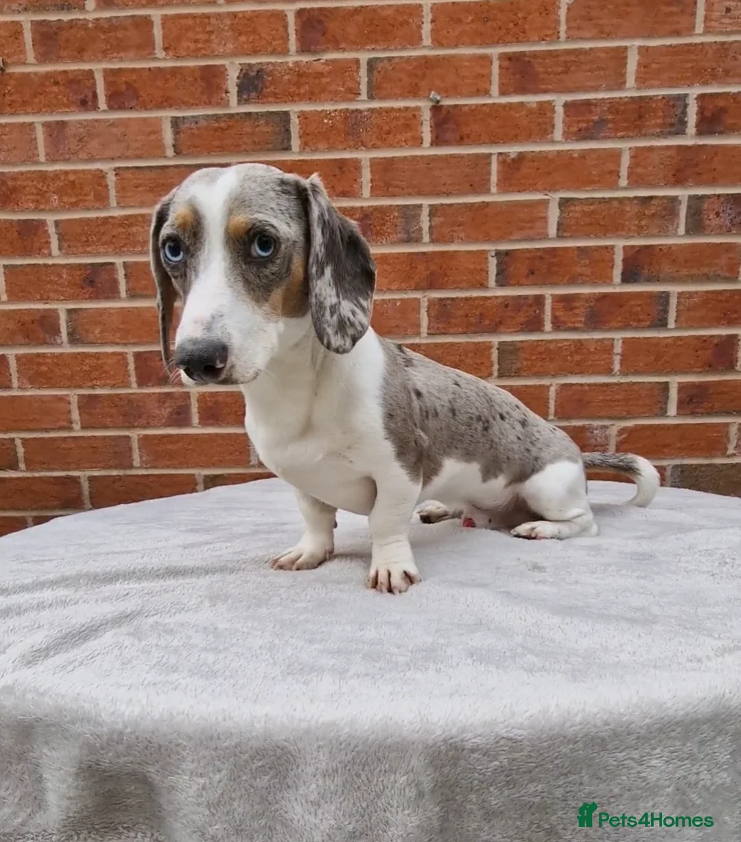 Miniature Dachshund dogs for stud: BLUE DAPPLE PIEBALD STUD CARRYING LONG HAIR CHOCO in Liverpool - Advert 8