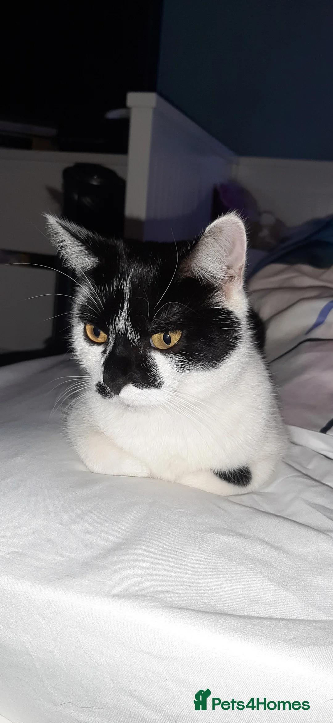 Mixed Breed cats for sale: Girl kittens ready for there new homes  in Peterborough - Advert 2